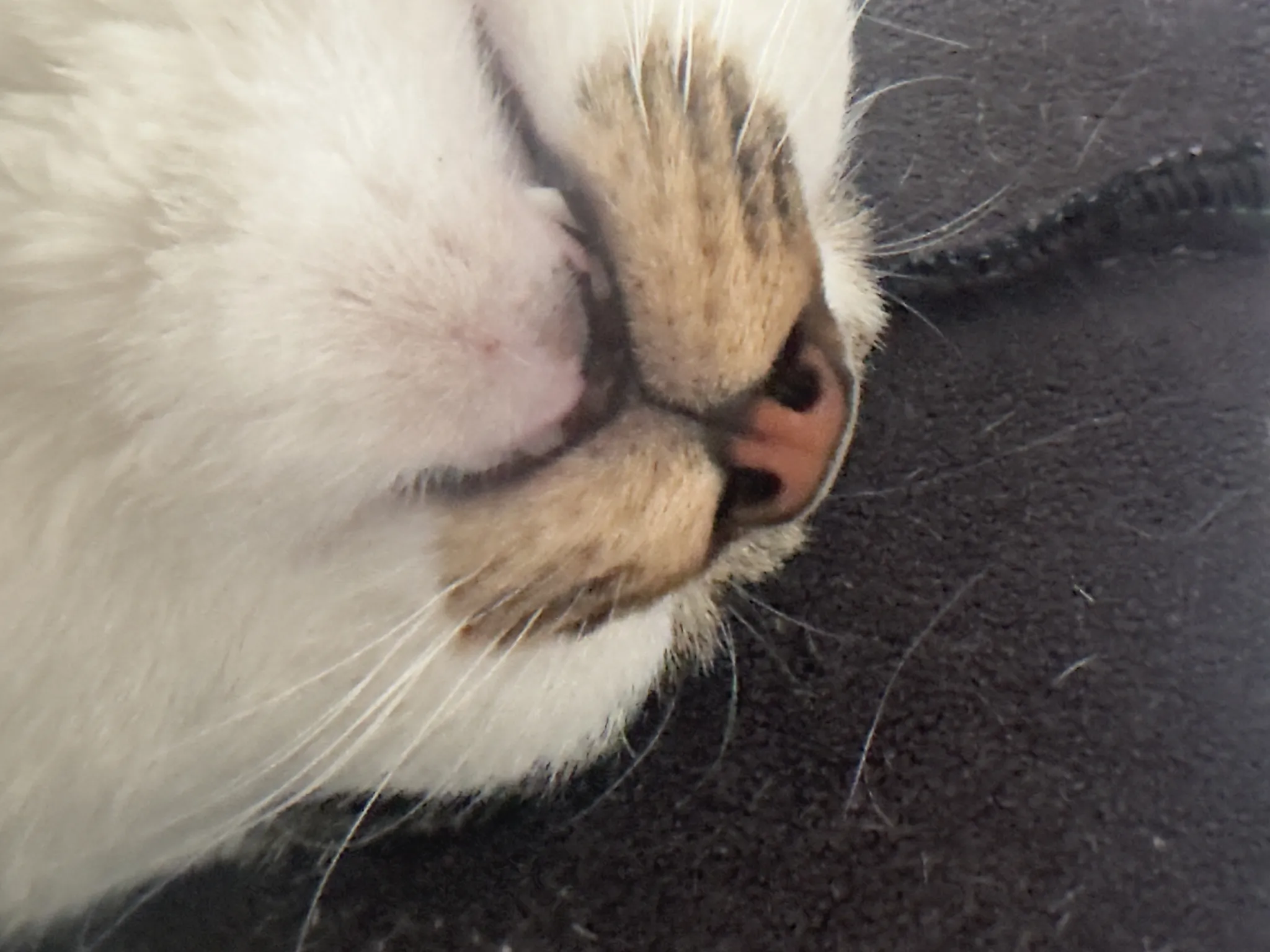 记录一次我的猫